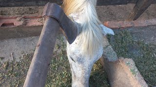 ABATE DE CAVALO PARA FAZER CARNE SECA PASSO A PASSO IMAGENS