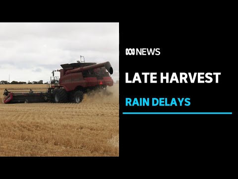 Rain and logistical issues delay wa's potential record grain harvest abc news