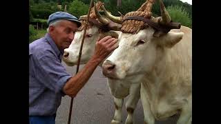 Vaches et bœufs au travail- Gestes, paroles et savoir-faire de Morvandiaux– PnrMorvan