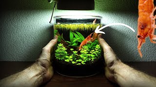Adding PET SHRIMP to NO FILTER ECOSPHERE AQUARIUM | NO FILTER AQUARIUM | EP2