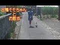 姉の後ろをついていく!合鴨の散歩姿が可愛すぎるw