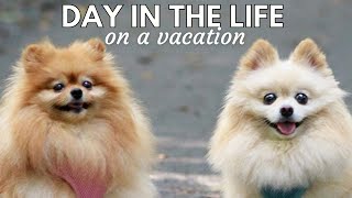 Day In The Life of Pomeranians On a VACATION | Life with 2 Pomeranians