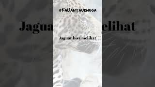 Tajamnya Mata Jaguar