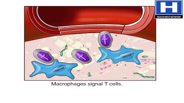 How Vaccines Work in the Human Body Animation - Immune System Response to Vaccination Video