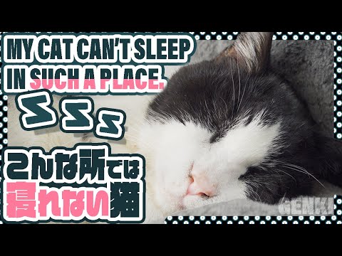 こんな所では寝れない猫