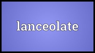 Lanceolate Meaning