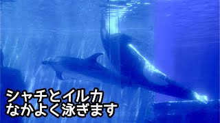 シャチのリンちゃん イルカと泳ぎます【名古屋港水族館】Killer whale