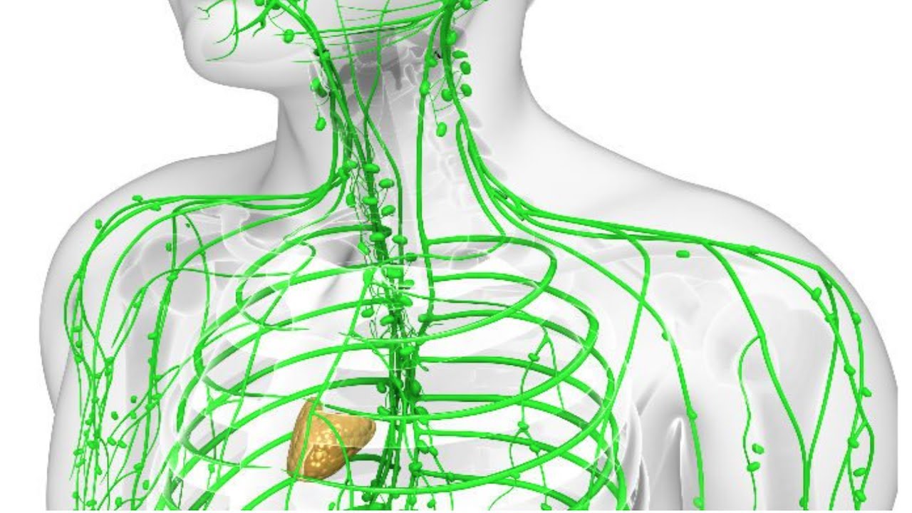 Signs Of A Clogged Lymphatic System And 10 Ways To Cleanse It Youtube