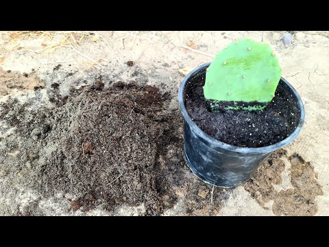 فيديو: مزيج التربة للزراعة دائمة الخضرة