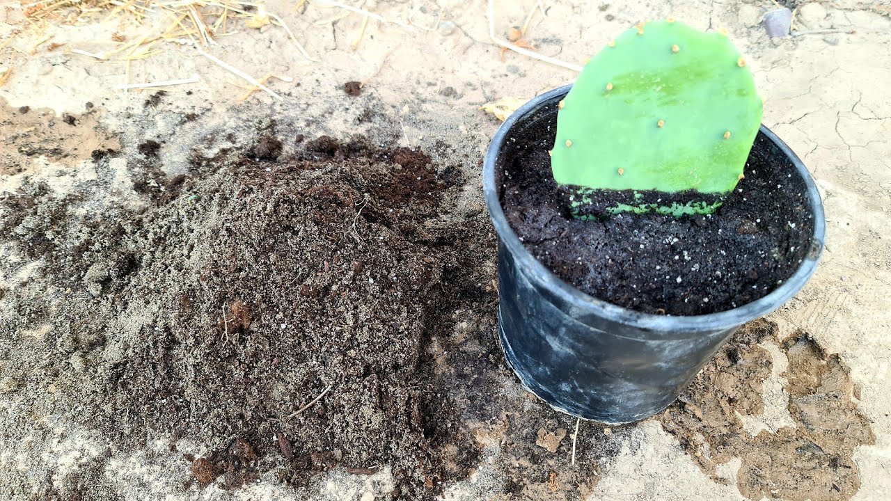 طريقة خلط وتجهيز تربة السندان مستحيل يفشل فيها الزرع 🌳🌿🍀☘