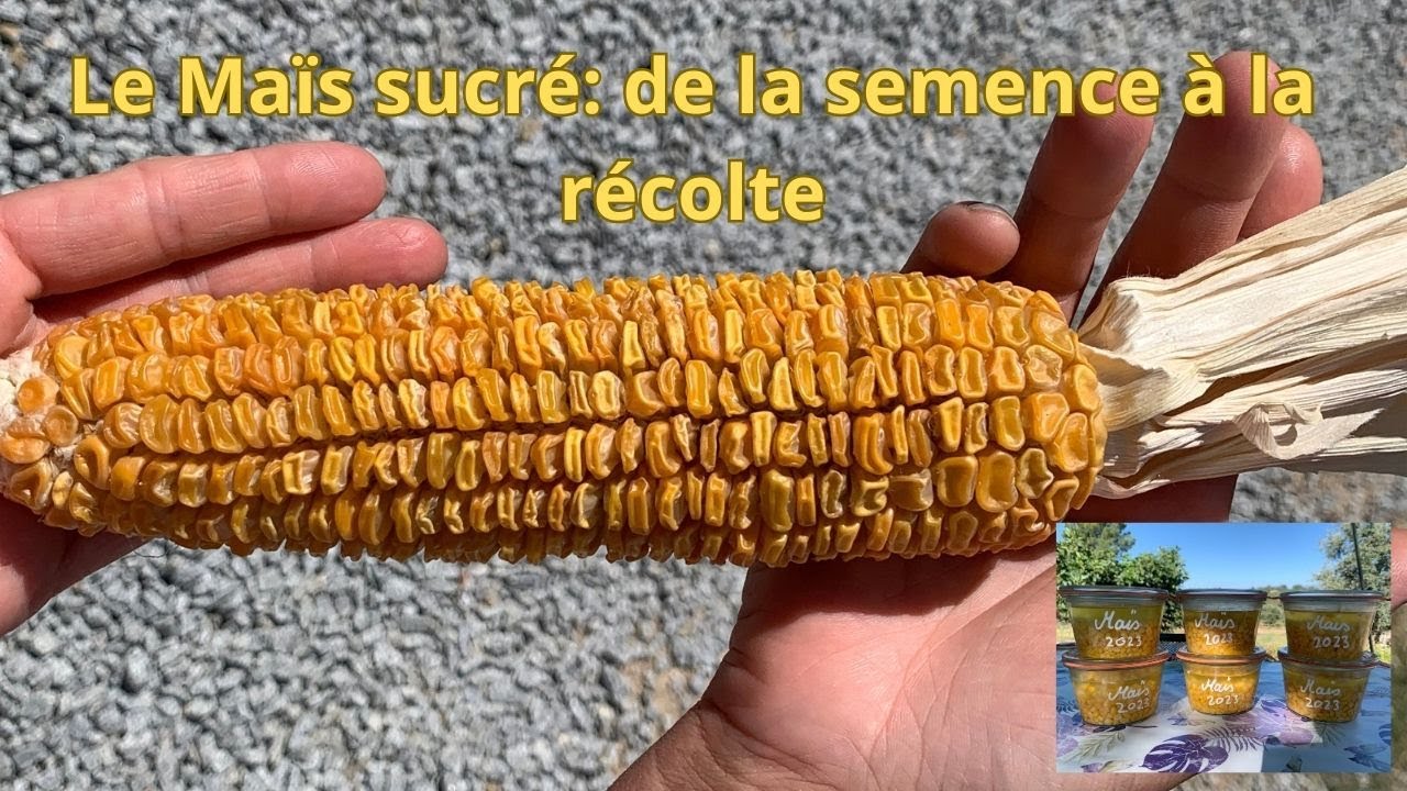 Pierre à Lécher Spéciale Maïs Grain Sucré 3 Kg - Appât Pour Gibier, Chevreuils Et Animaux Sauvages