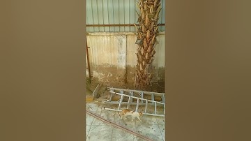 سورة القصص من ايه 1 إلى ايه 35