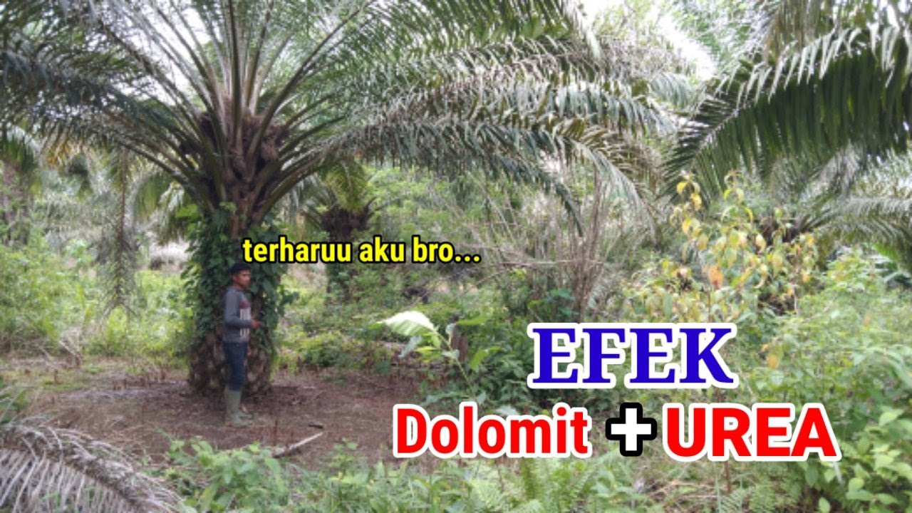 DAHULU PARAHH SEKALI SAWIT SAYA INI BRO..Begini kondisiNYA setelah diberikan DOLOMIT dan UREA!!!