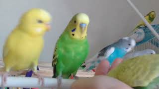 Budgies Playing With My Hand