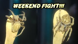 Gagamba Fight Weekend Highlights