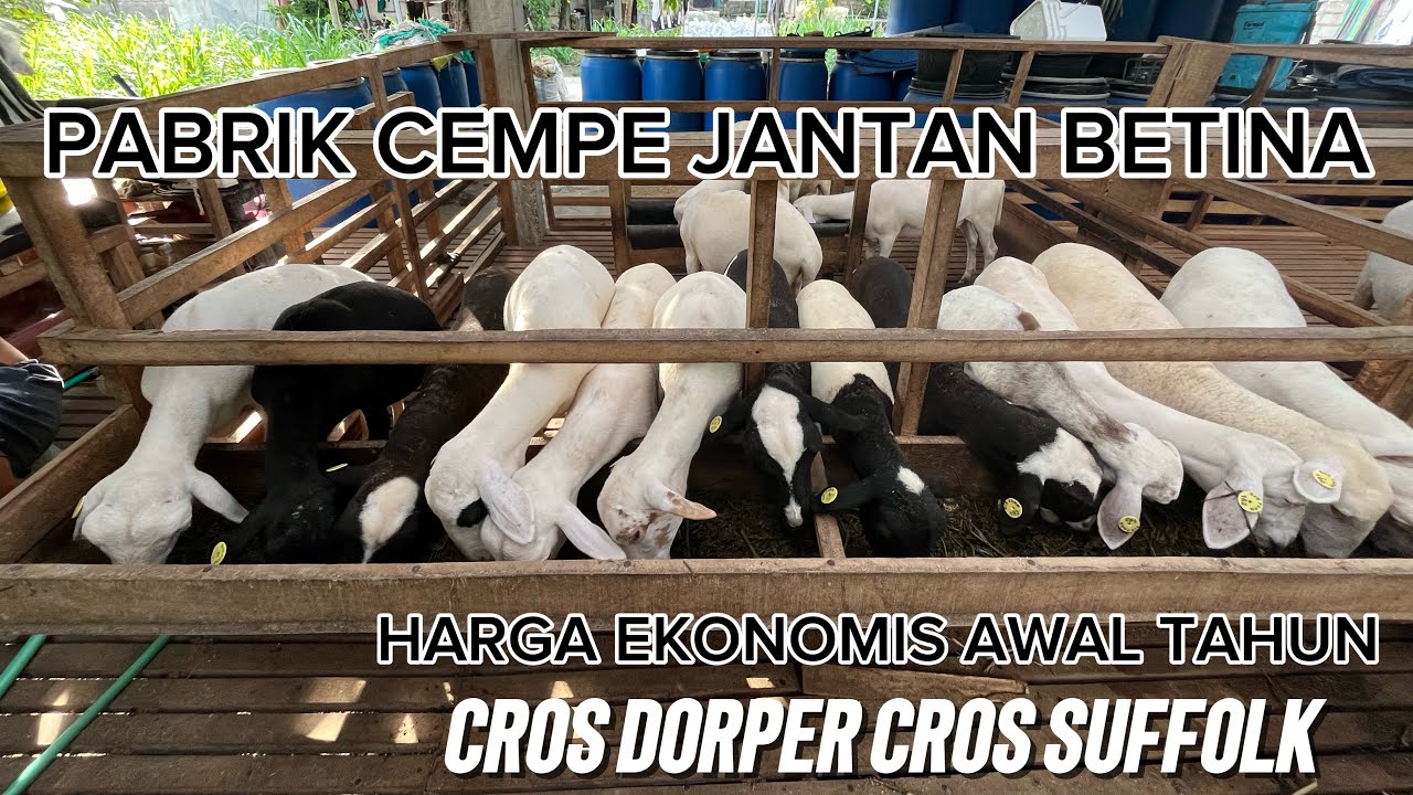 HARGA CEMPE JANTAN BETINA CROS DORPER SUFFOLK DAN TEXEL        
