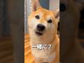 甘えたさん😂❤️#柴犬 #チワワ #shorts