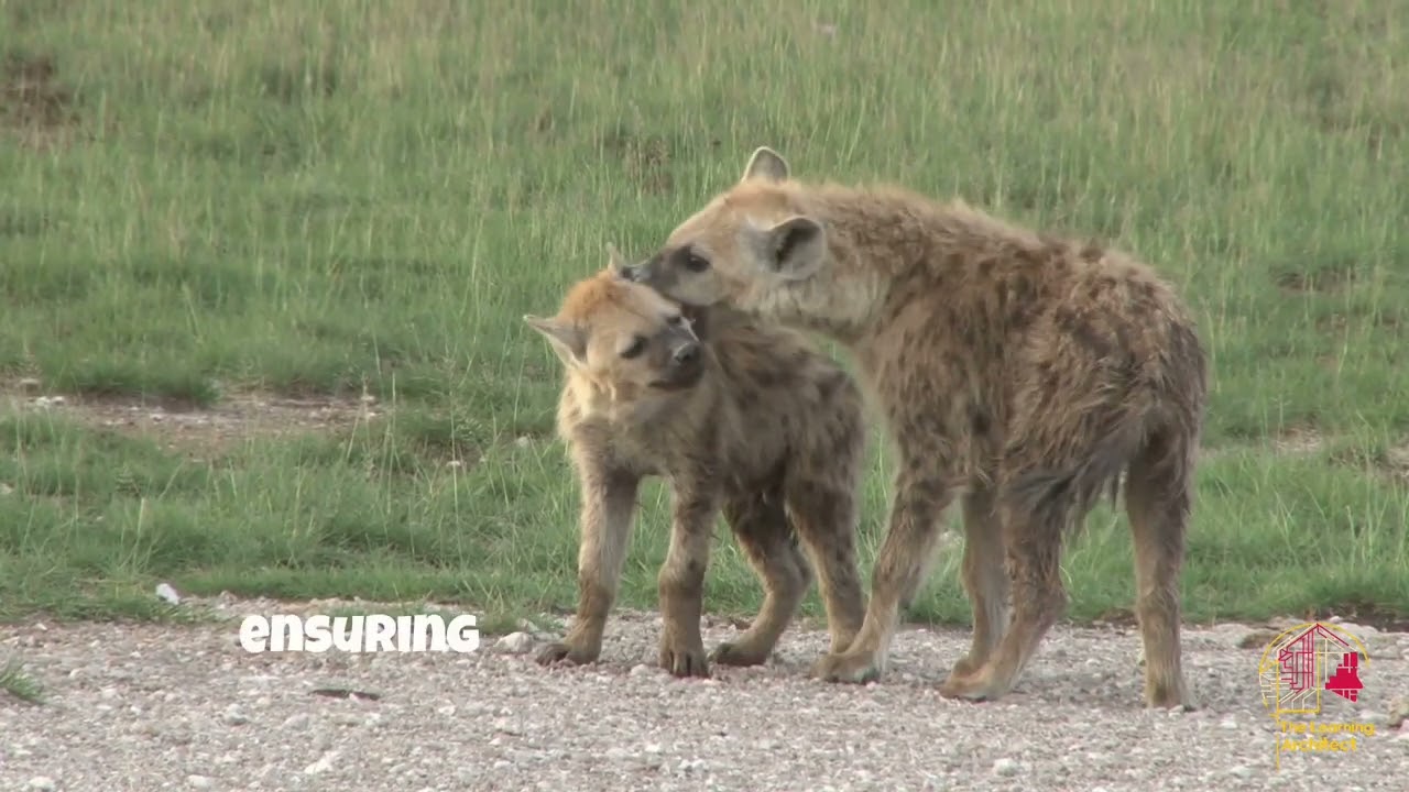 Hyenas: Masterclass in Cooperative Hunting Strategies