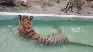 A Closer View of Tiger's Bath Bankok Thailand 