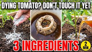 The Soil Trick That Saves Failing Tomatoes in 120 Seconds
