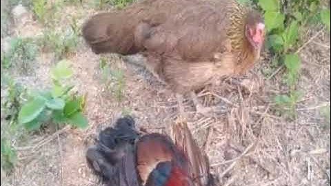 15.3.2021ໄກ່ແມ່ສາຍຫມານ poj qaib seev tuaj zoo