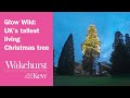 Glow Wild: UK’s tallest living Christmas tree