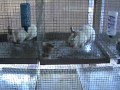 Build a proper wire rabbit cage Build a proper wire rabbit cage