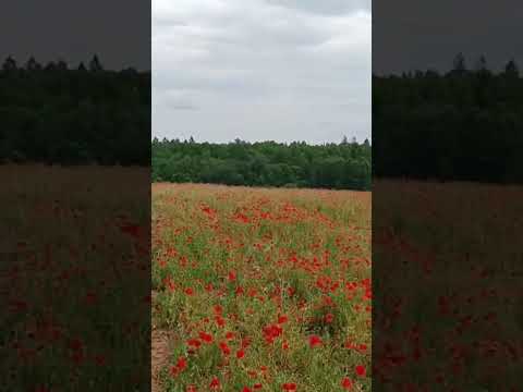 Павские маки, легенда о Павских маках, Псковская область, маковое поле.