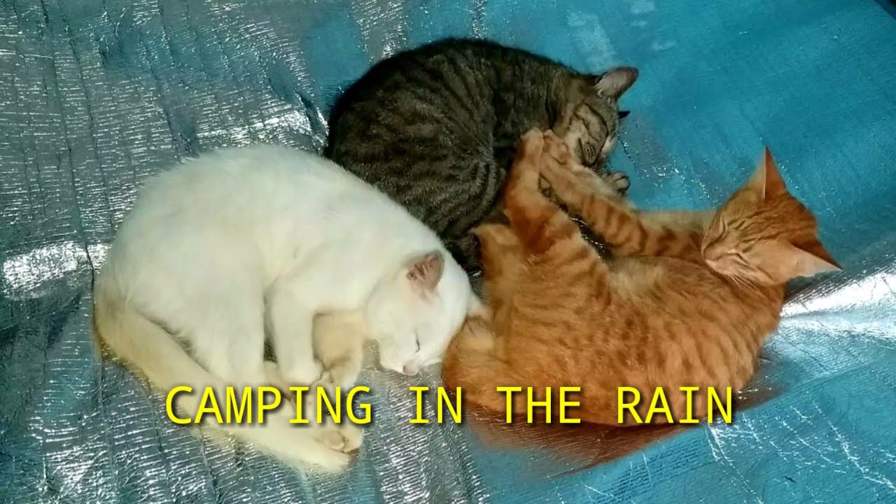 KESERUAN 3 CATS PETUALANG (Berkemah & Berburu) Camping Hujan Deras · Camp In Heavy Rain (CAT LOVER)