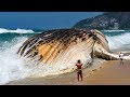 世界で最も巨大な海の生き物7選