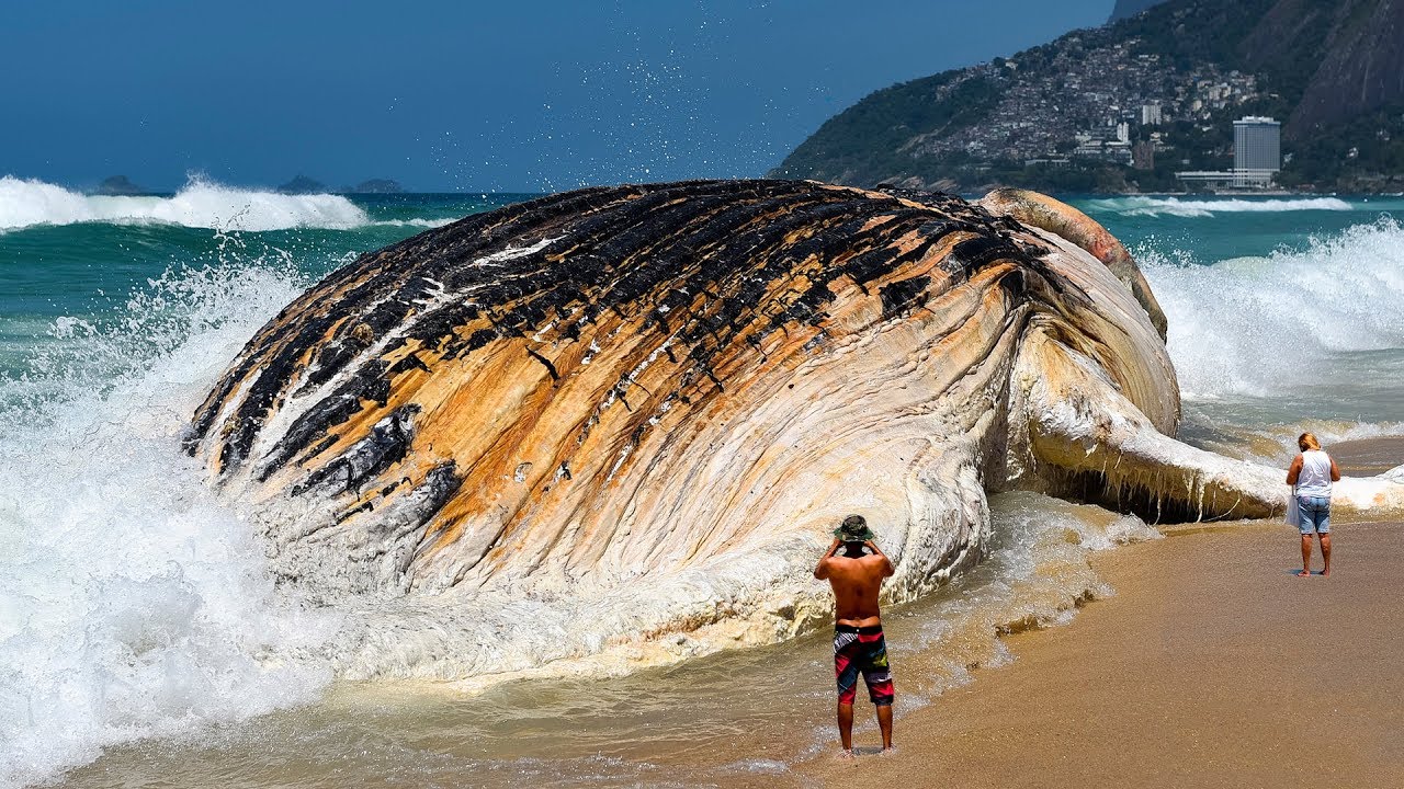 世界で最も巨大な海の生き物7選 Youtube