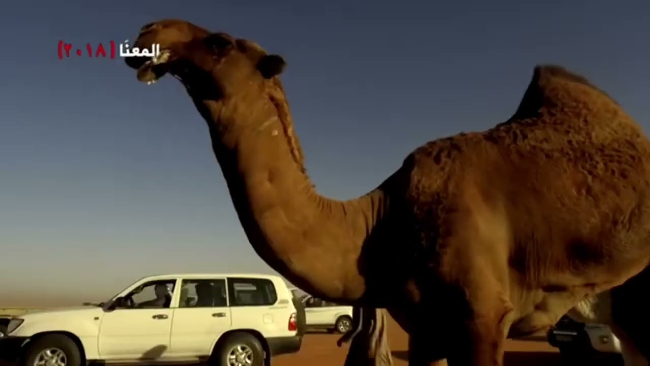 الفحل المعنا ملك /راشد بن دبيل العجمي