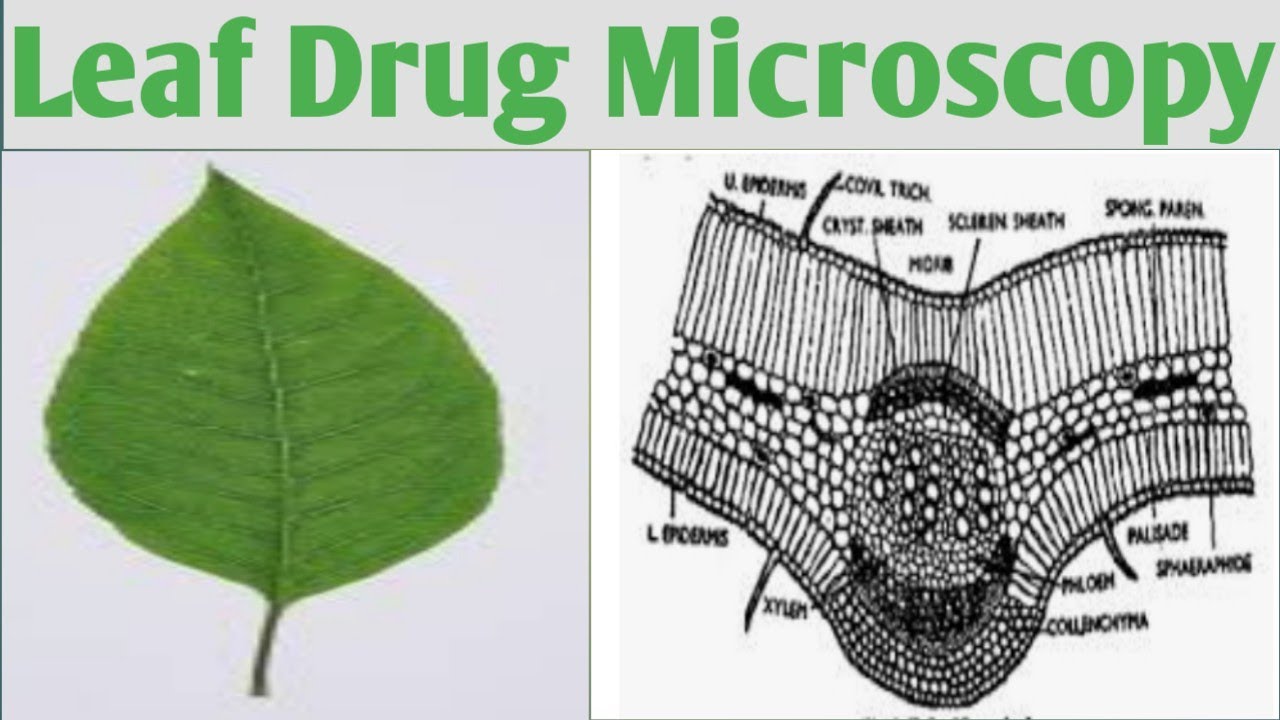 Microscopic Structure Of Vasa Leaf