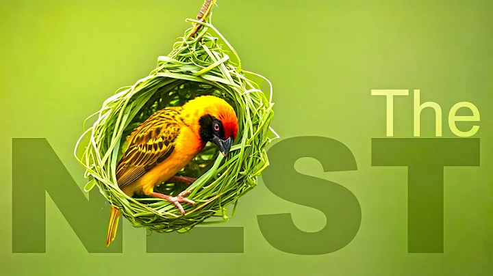 Avian Engineering:  A Journey into Bird Nesting (EP 01)