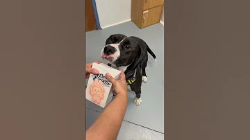 Day 1 Of Posting The Shelter Dog Who Has Been Here For The Longest Until They Get Adopted 