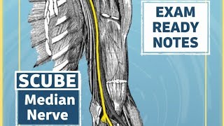 Median Nerve – Complete Anatomy Explained | Exam-Ready Notes | SCUBE