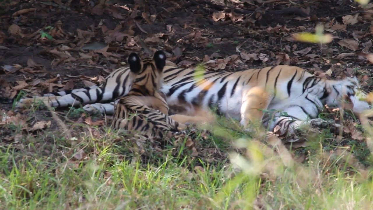 Choti Rani and cub, Tadoba, Maharashtra