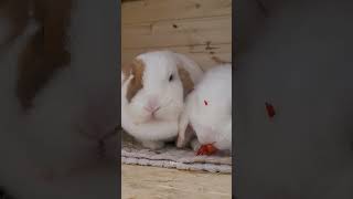 enjoy Eating #うさぎ #rabbit #minilop #bunny #cute #cutebunny #pets #kaniner