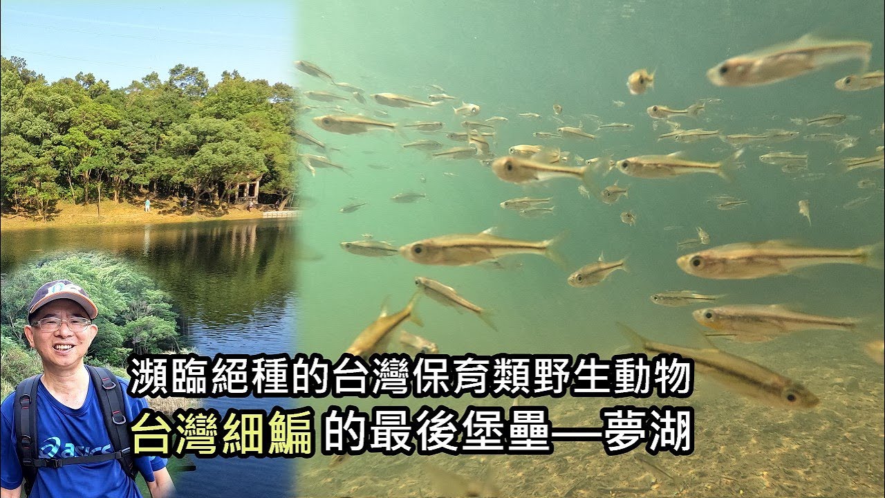 夢湖珍稀之寶：瀕臨絕種的保育類野生動物—台灣細鯿