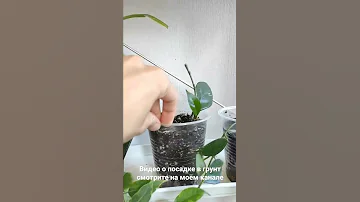 Хойя через неделю после посадки в грунт #комнатныерастения #хойя