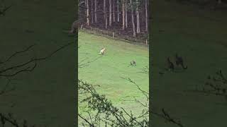 Rare Albino Kangaroo Spotted in Australian Field