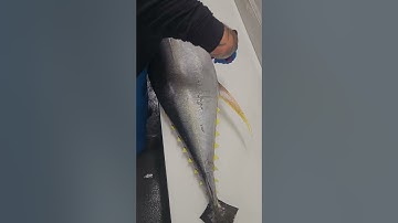 best tuna fish cutting skills  #tunafishcutting  #fishcutting_videos #fishcuttingskill #xfish