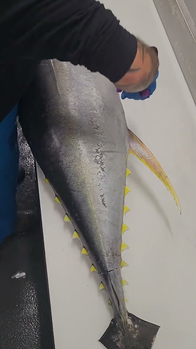 best tuna fish cutting skills  #tunafishcutting  #fishcutting_videos #fishcuttingskill #xfish