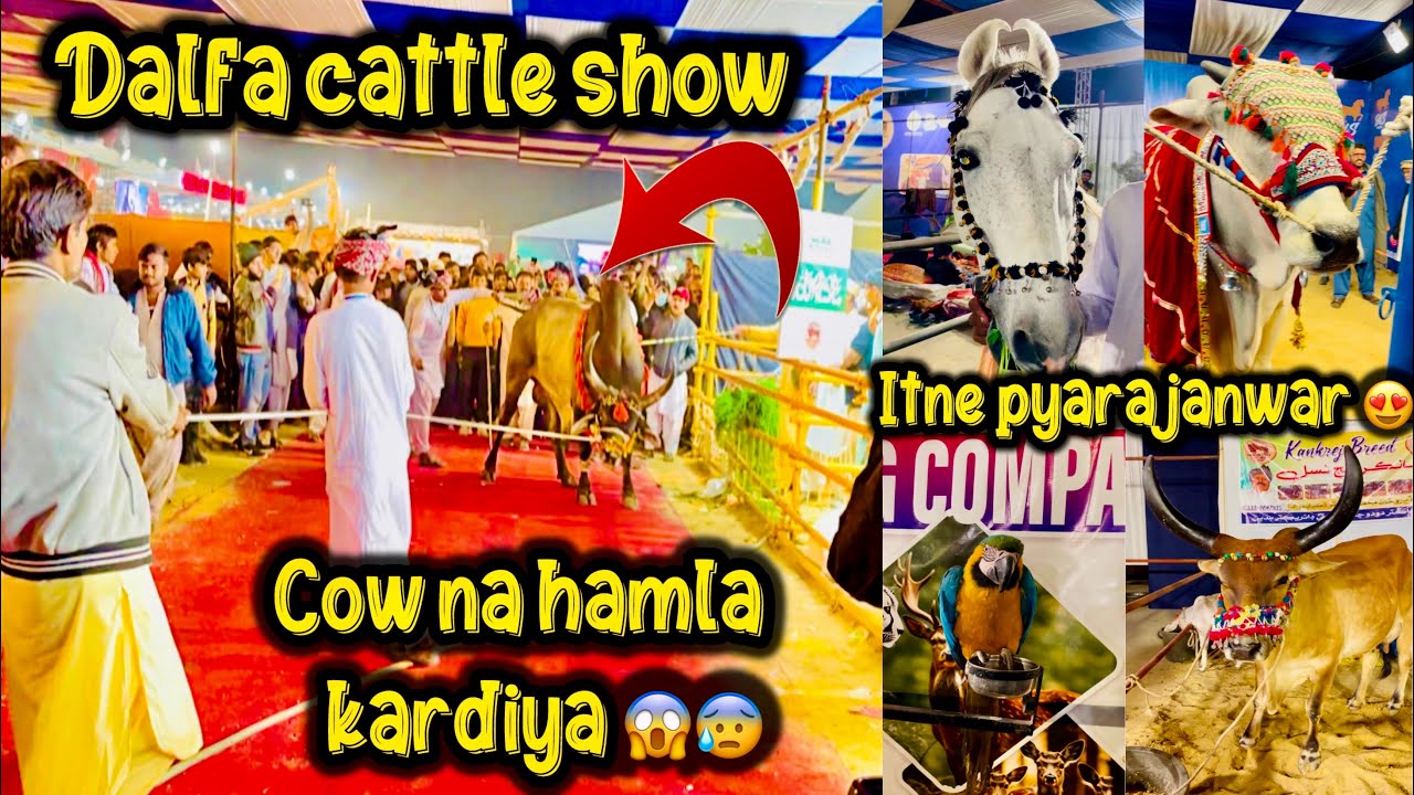 Cow ne Hamla Kardiya 😱😰 | Dalfa Cattle show 2025 😍| Expo Centre Karachi 😍 | Birds aur horses bhi 😍