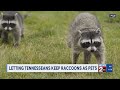 Letting Tennesseans keep raccoons as pets