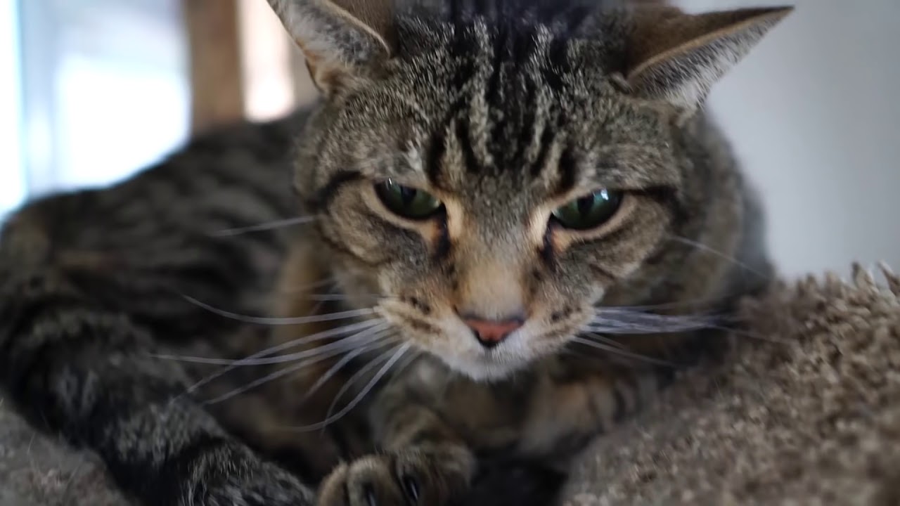 Kitten Close Up 2018-01-23