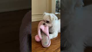 🪴🐶 Caught on camera: the slipper bandit strikes again 😭💀 Rate the getaway 1-10 👇
