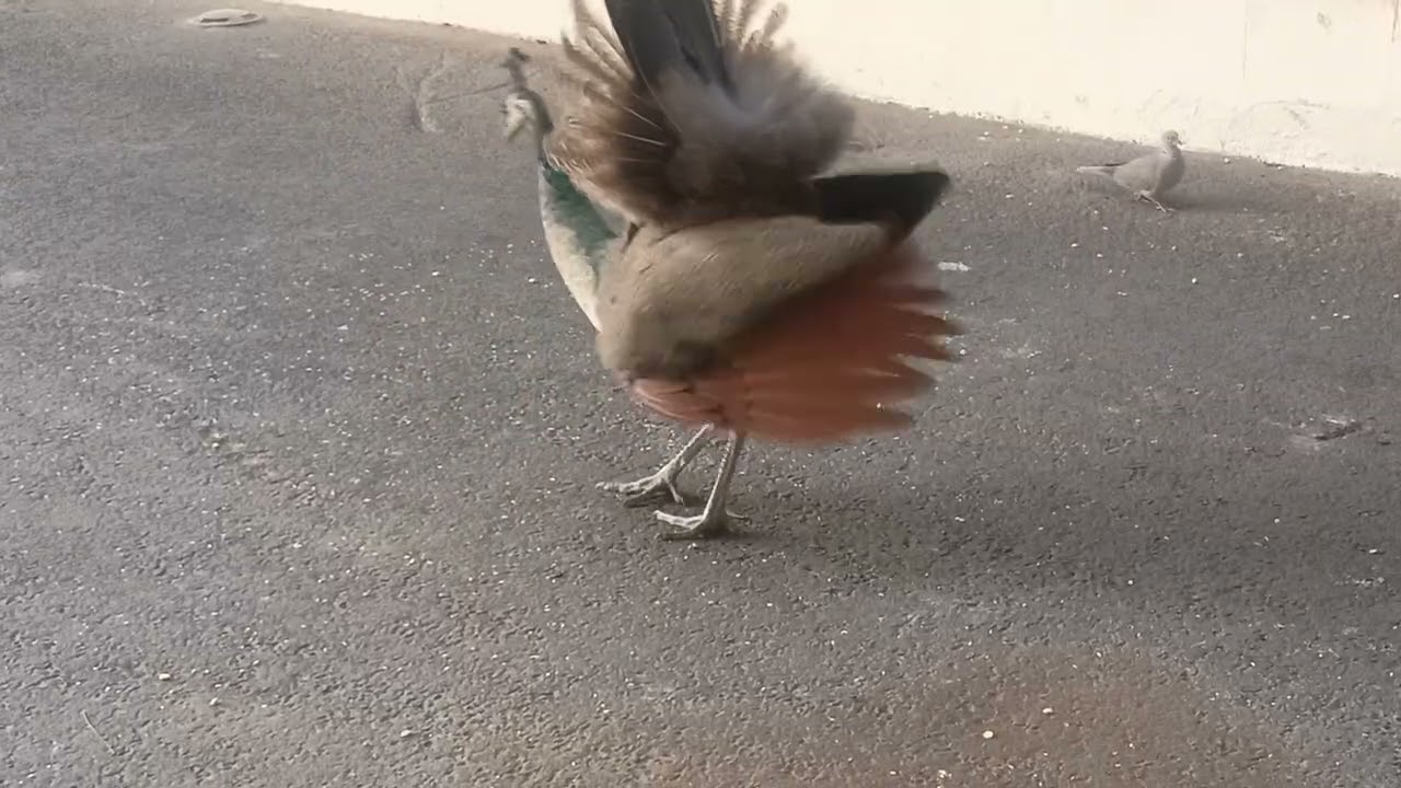 Peacock 🦚 and kabutar ki ladai Wai for end 🔚  .my channel support 