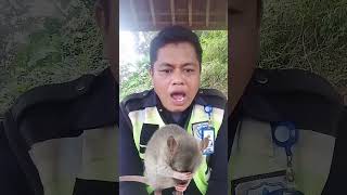 Download Lagu suara kucing pengusir tikus#shorts MP3