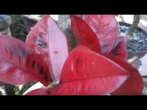 Menata Bunga Puring Agar Tampil Indah 